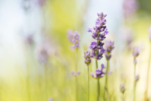 Lavender, bokeh background Lavender, bokeh background